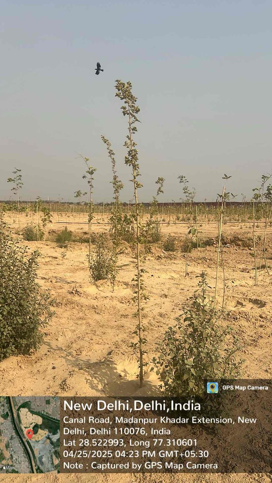 Compensatory Afforestation